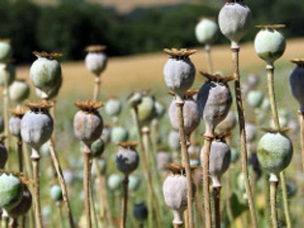 Déclaration du 6e forum des cultivateurs d’opium du Myanmar