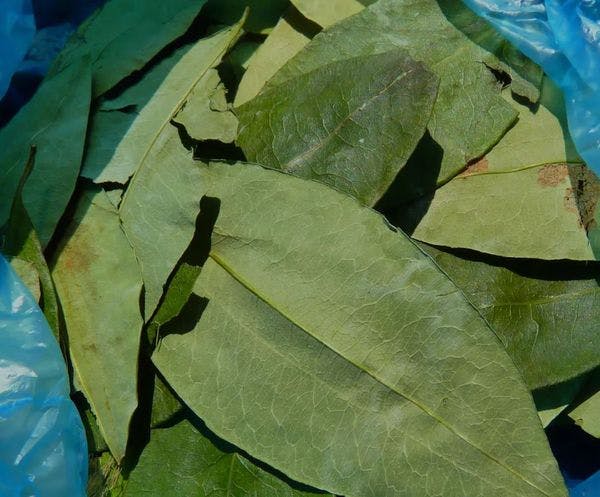 VÍDEO: Entrevista con cocalera Amapola Durán Salas