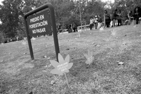 Consumidores de marihuana proyectan plantación “colectiva pero desagregada”