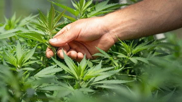 Suisse: Le premier projet pilote cannabis démarre le 15 septembre à Bâle