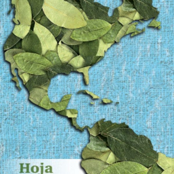 Hoja de coca: miradas regionales