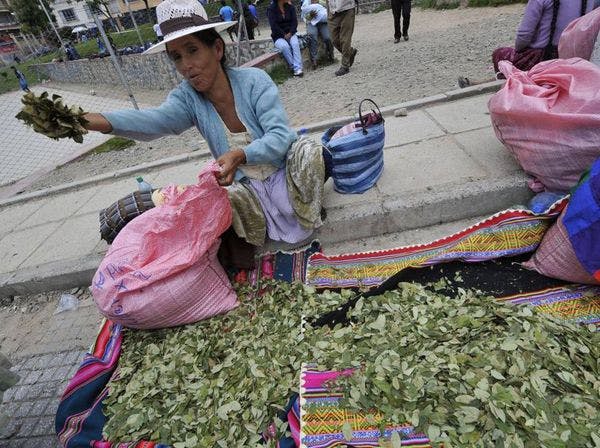 La feuille de coca: un dilemme politique?