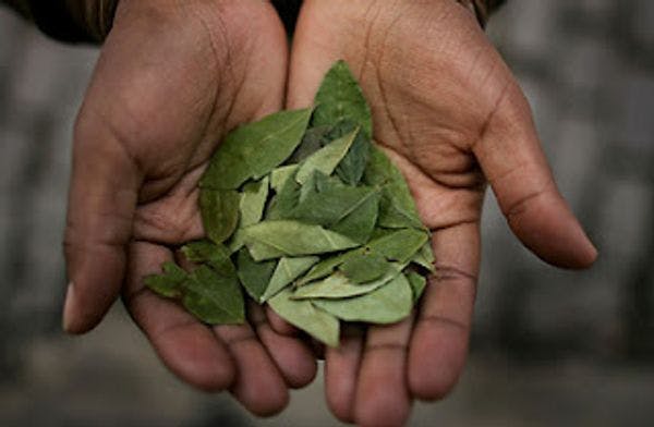 Firman Perú, Francia y ONU convenio para analizar hoja de coca