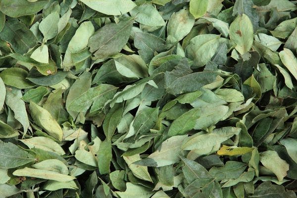 OMS inicia oficialmente los procedimientos para la revisión crítica de la hoja de coca