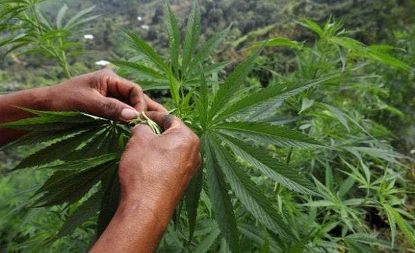 La ley de marihuana pende de un voto