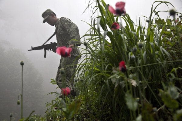 Del maíz a la amapola: sacudidas en la agricultura e incremento del sector de las drogas en México