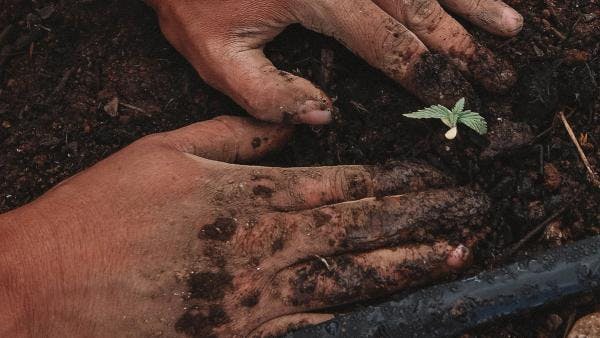 Le cannabis est illégal au Nigeria mais fait vivre des familles - Une étude appelle à repenser la législation sur les drogues