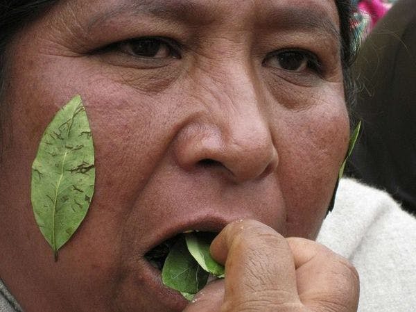 El Parlamento Andino declara la hoja de coca patrimonio cultural