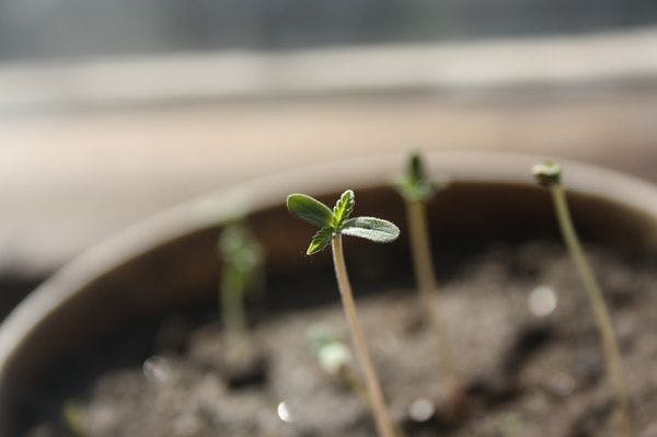 Santé : le cannabis thérapeutique bientôt testé en France