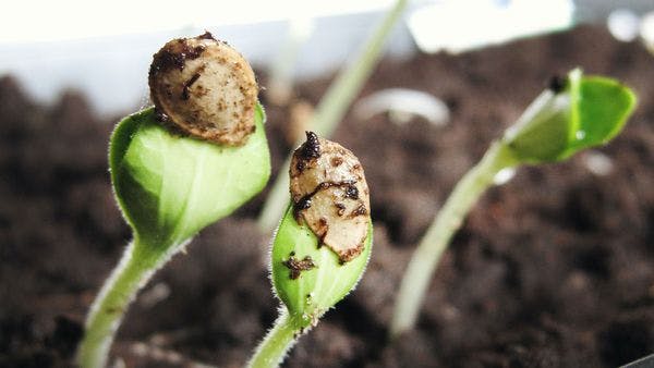 Bermudas: Crisis en ciernes por el bloqueo de Gran Bretaña a la legalización del cannabis