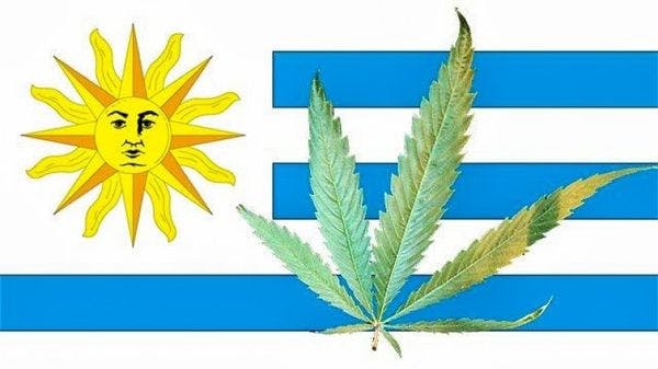 Uruguay becomes first country in world to legalize marijuana