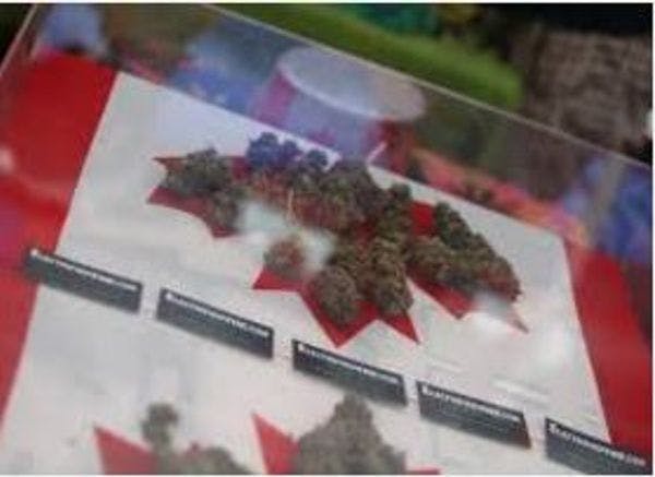 Legalising pot in Canada will run afoul of global treaties, Trudeau warned