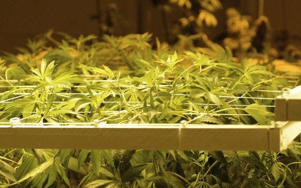 Italia producirá marihuana para fines terapéuticos