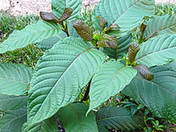 Del kratom a la mitraginina y sus derivados: efectos fisiológicos y conductuales relacionados con el uso, el abuso y la adicción