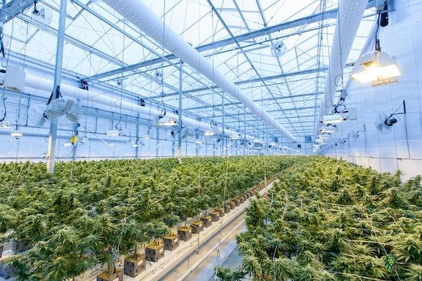 Corrección de rumbo sobre la equidad en la industria del cannabis en Canadá: el momento es ahora