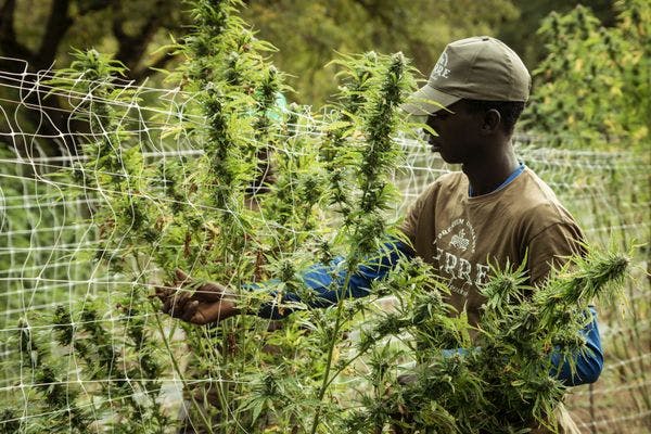 The UN now says medical weed is a less dangerous drug