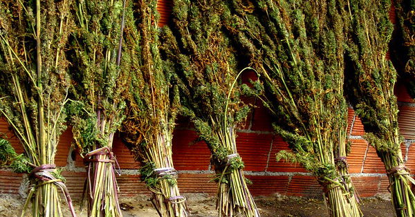 Is Morocco’s cannabis landrace the way forward?