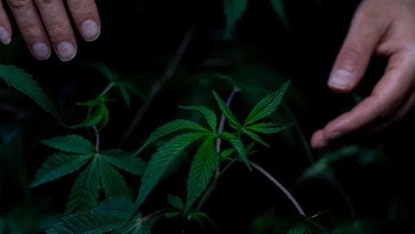 El Tribunal Constitucional Italiano veta el referéndum para liberalizar el cannabis