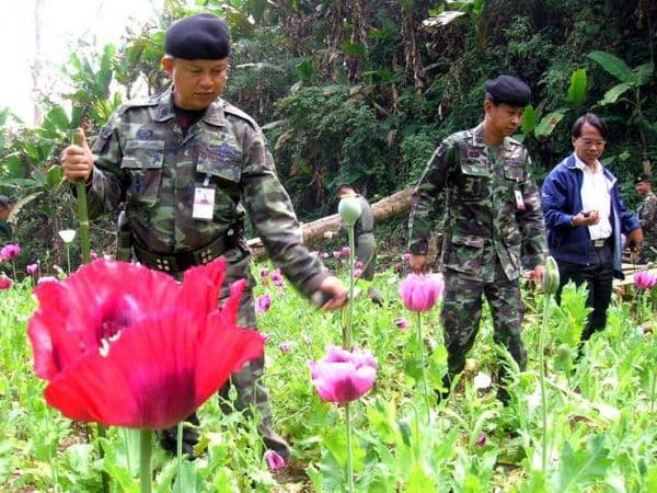 The coming drugs boom in Myanmar