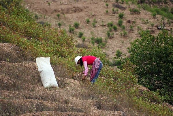 Nueva ley antidroga prevé pena diferenciada en Bolivia