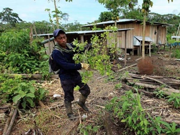 El proceso de paz y las drogas: lo que revelan los acuerdos de La Habana 