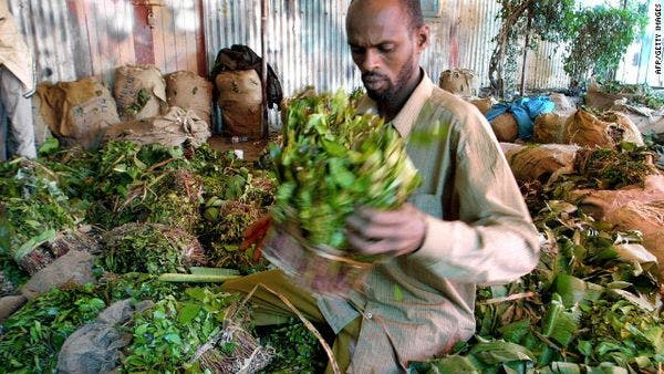 Prohibition du khat au Royaume-Uni: conséquences néfastes possibles 