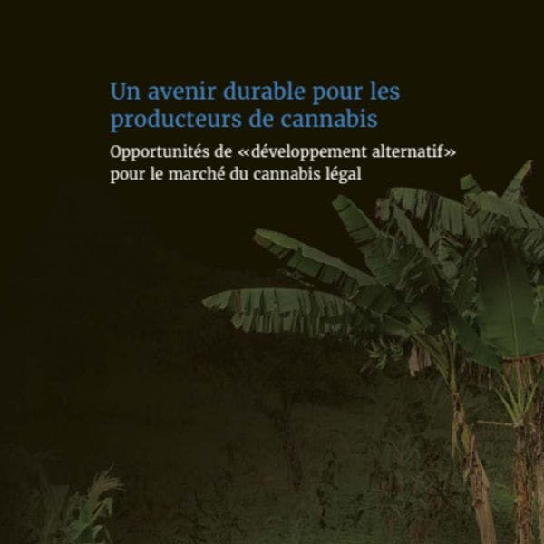 Un futuro sostenible para los agricultores de cannabis: oportunidades de “desarrollo alternativo” en el mercado legal del cannabis