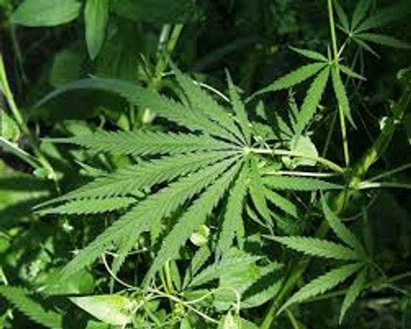 Alemania prepara un proyecto para equiparar la marihuana medicinal a cualquier otro fármaco