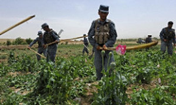 Pour gagner la guerre contre la drogue, arrêtez de maltraiter les cultivateurs