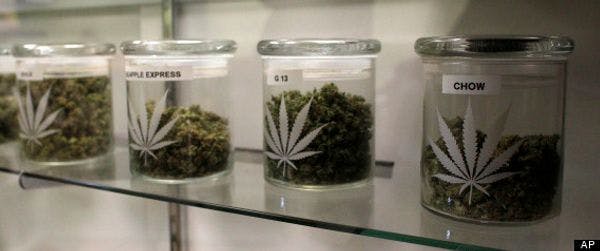 Porto Rico doit débattre de l’usage médical du cannabis