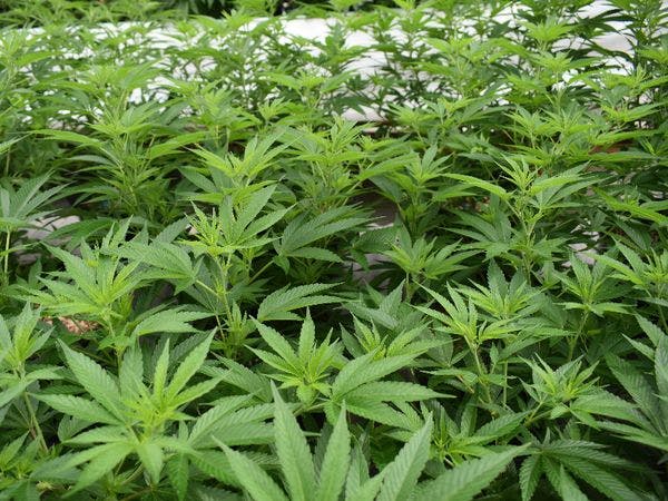 Jamaica: Growers association calls ganja industry a failed experiment