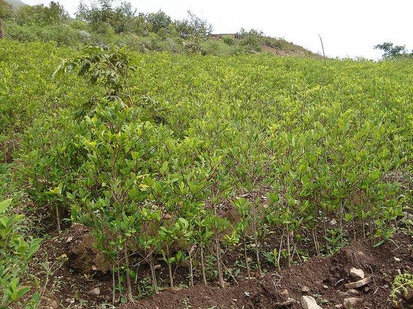 Buenos incentivos, mal momento: Sustitución de cultivos, cultivo de coca y fumigación aérea en Colombia