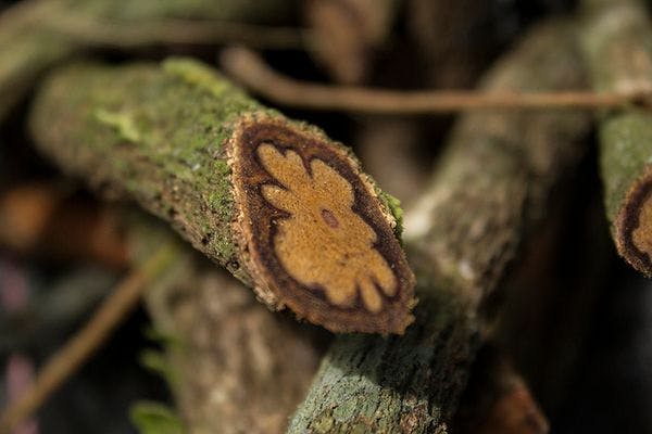 Conferencia Mundial sobre la Ayahuasca de 2019