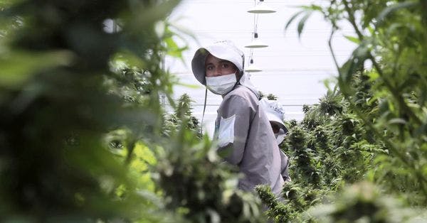 Cannabis al sur y al norte de la frontera: un mercado en Estados Unidos y una guerra en Colombia