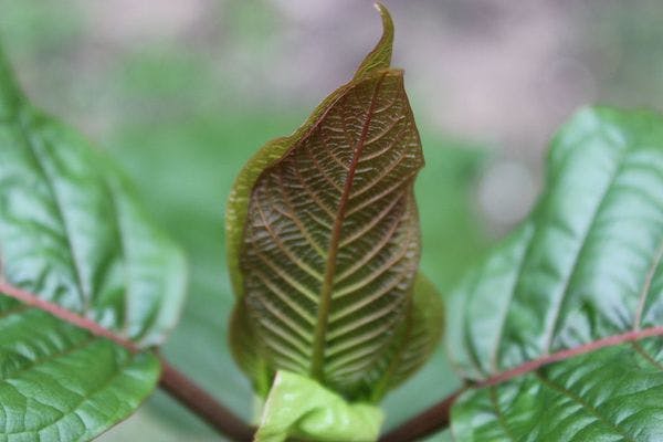 Interdire le kratom n’arrêtera pas les usagers et ne résoudra pas la crise sanitaire liée aux drogues – alors pourquoi continuer cette guerre perdue ?