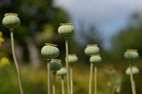 La ONU apoya la Reforma en Política de Drogas de Birmania a medida que Aumenta el Cultivo de Opio