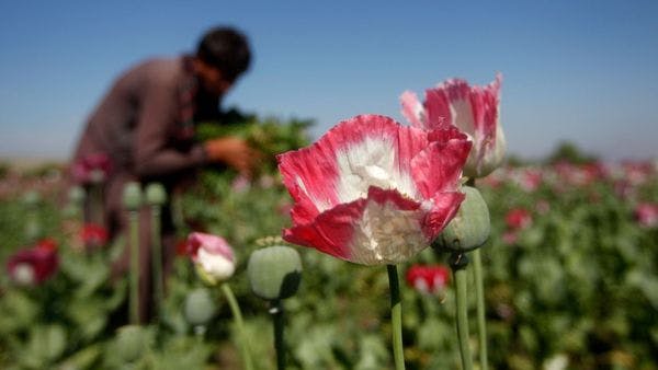 Taliban chief orders ban on poppy cultivation in Afghanistan