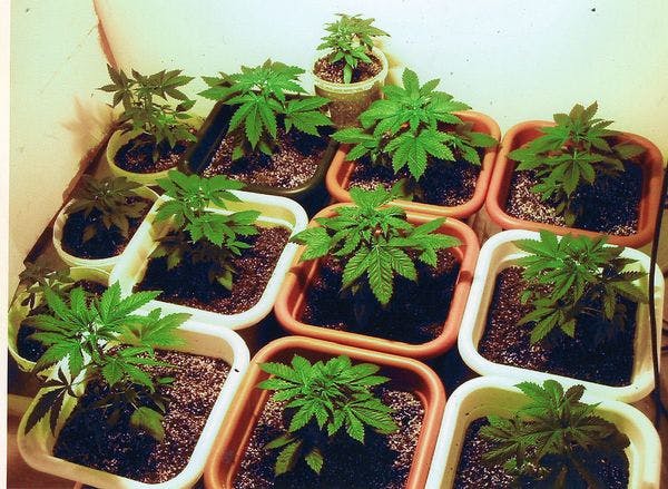 Cómo son las tiendas uruguayas que enseñan a cultivar marihuana