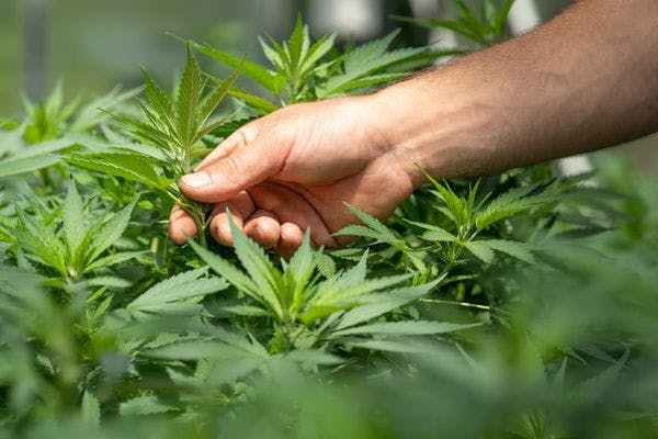 Malta se convirtió en el primer país europeo en aprobar el uso del cannabis para fines recreativos