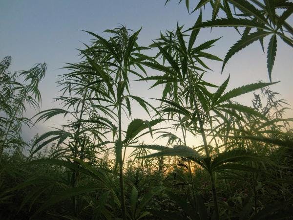 Sudáfrica legaliza el consumo de cannabis. ¿Le seguirá el resto de África?