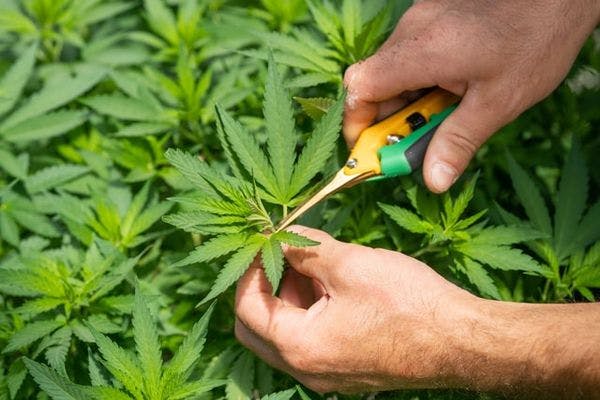 Legalización del cannabis en Malta permitirá la regulación de asociaciones y cultivo doméstico