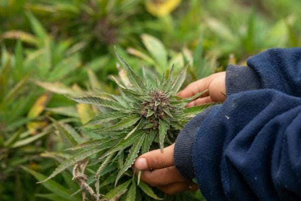 El Rey de Marruecos indulta a más de 4.800 agricultores de cannabis